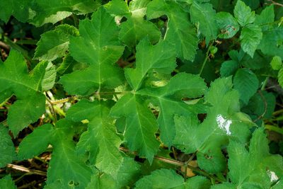 Heracleum sphondylium, photographed by Derek Winterburn