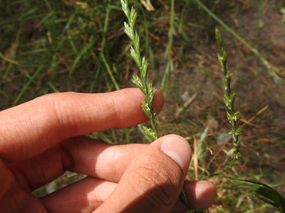 Lolium perenne, photographed by Yann Kemper