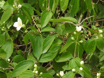 Philadelphus coronarius, photographed by Yann Kemper