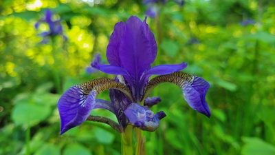 Iris sanguinea, photographed by George Pushkal