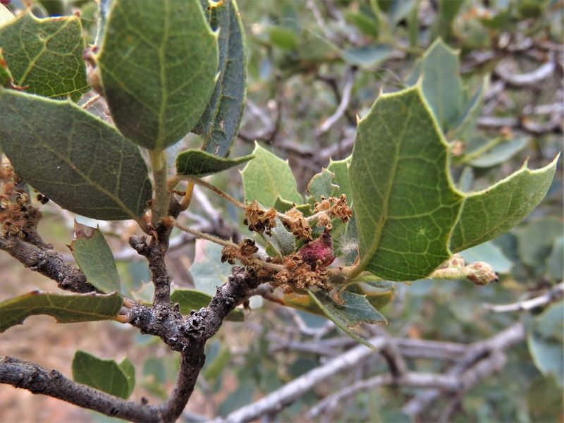 Quercus turbinella, photographed by Annika Lindqvist