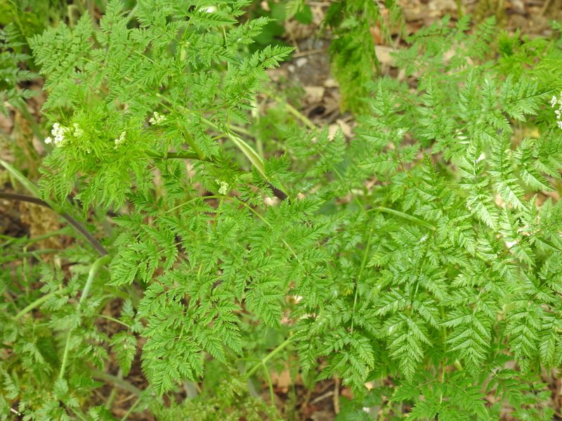 Chaerophyllum bulbosum, photographed by Yann Kemper