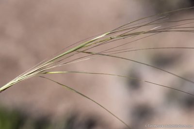 Hesperostipa comata, photographed by Tim Messick