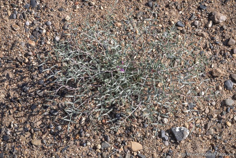 Astragalus casei, photographed by Tim Messick