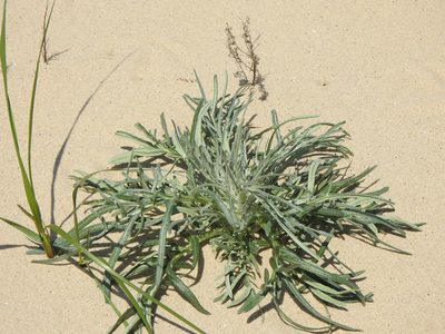 Cirsium pitcheri, photographed by Liren Varghese
