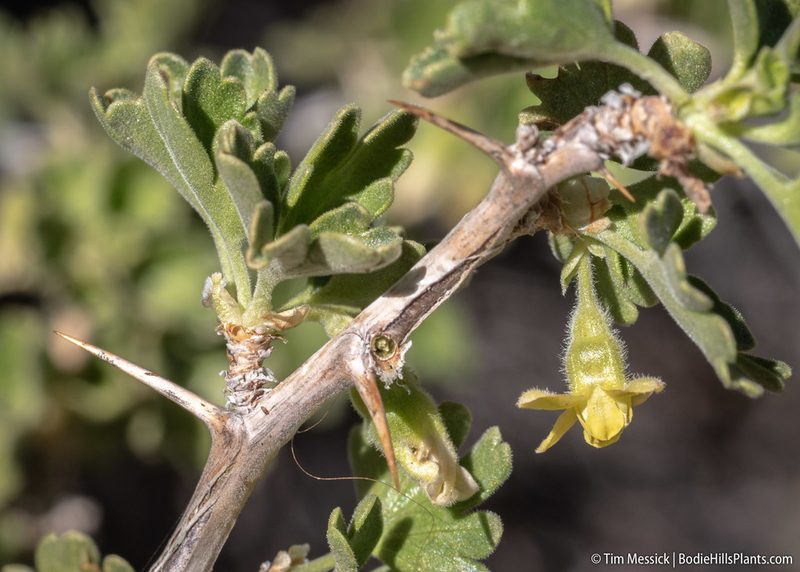 Ribes velutinum, photographed by Tim Messick