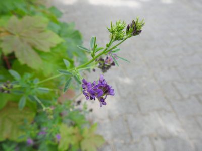 Medicago sativa, photographed by Yann Kemper