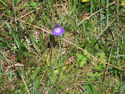Pinguicula vulgaris, photographed by Anne Thomson