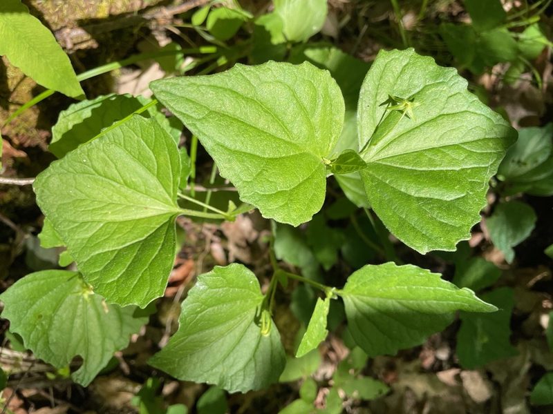 Viola pubescens, photographed by Tom Scavo