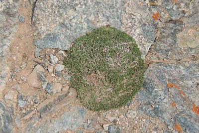 Paronychia pulvinata, photographed by Mike Duran