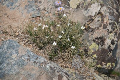 Eremogone fendleri, photographed by Mike Duran