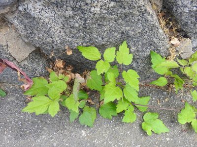 Clematis vitalba, photographed by Yann Kemper