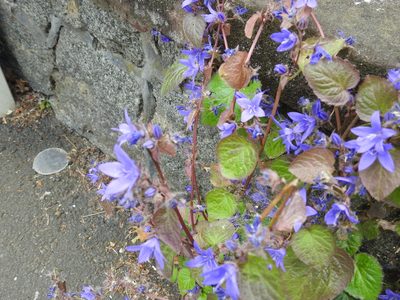 Campanula poscharskyana, photographed by Yann Kemper