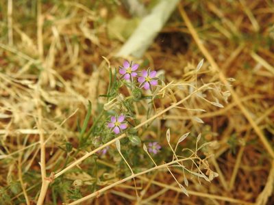 Spergularia rubra, photographed by Yann Kemper