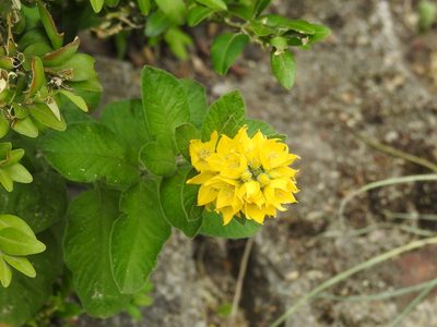 Lysimachia punctata, photographed by Yann Kemper