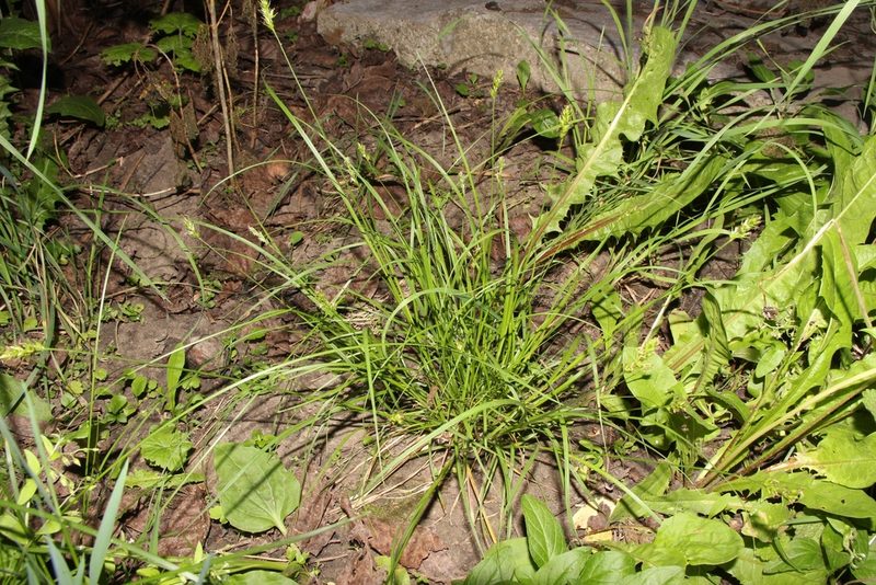 Carex spicata, photographed by Liubov Ilminska