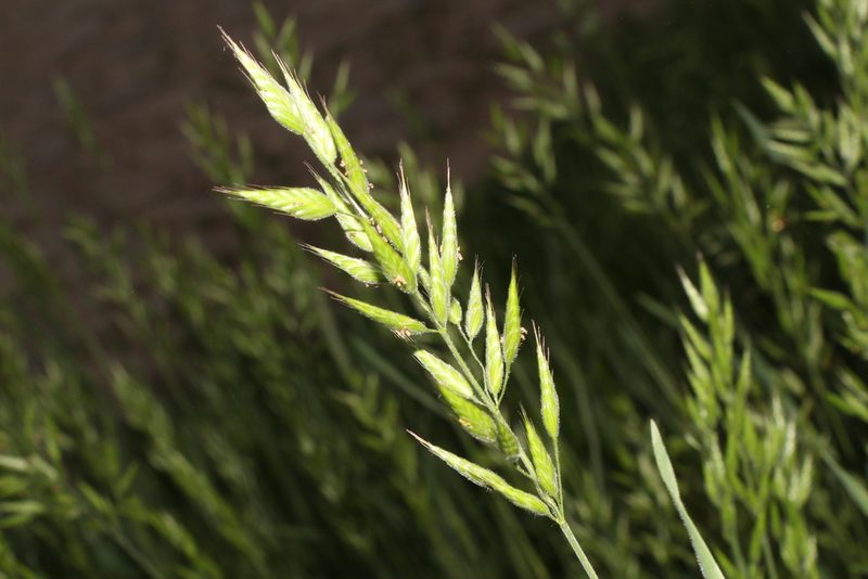 Bromus hordeaceus, photographed by Liubov Ilminska