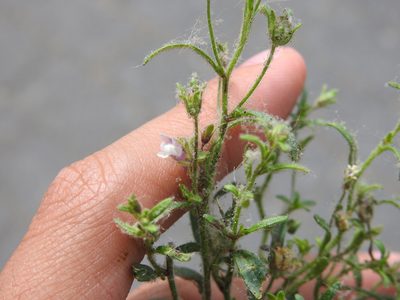 Chaenorhinum minus, photographed by Yann Kemper