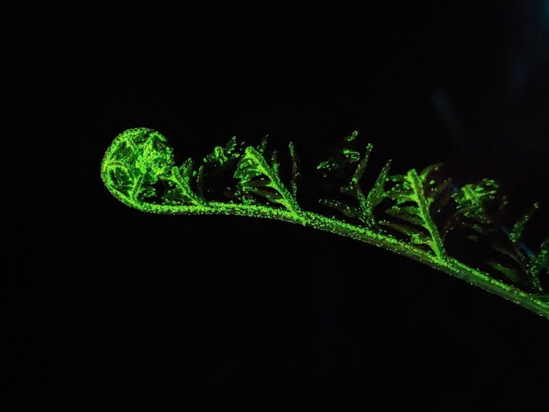 Pityrogramma calomelanos, photographed by Kurt Miller