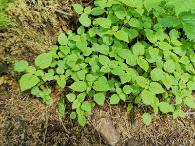 Circaea alpina, photographed by Jens-Christian Svenning