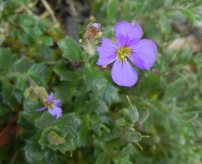 Aubrieta deltoidea, photographed by Jon Mortin