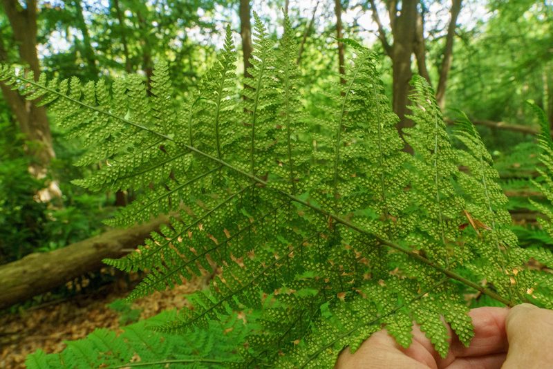 Dryopteris dilatata, photographed by Derek Winterburn
