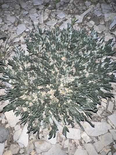 Astragalus tridactylicus, photographed by Jared Shorma