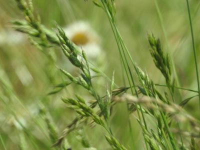 Bromus hordeaceus, photographed by Yann Kemper