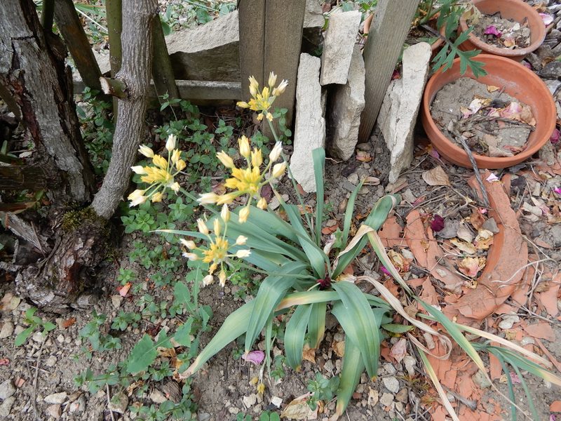 Allium moly, photographed by natomik