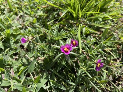 Portulaca pilosa, photographed by Darren Oh