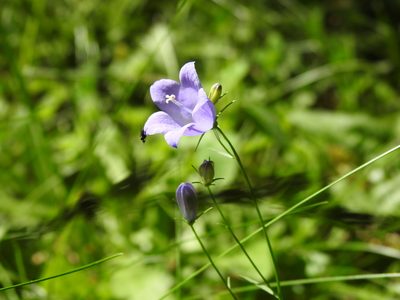 Campanula rotundifolia, photographed by Yann Kemper