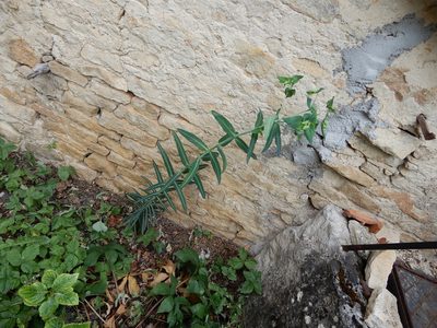 Euphorbia lathyris, photographed by natomik