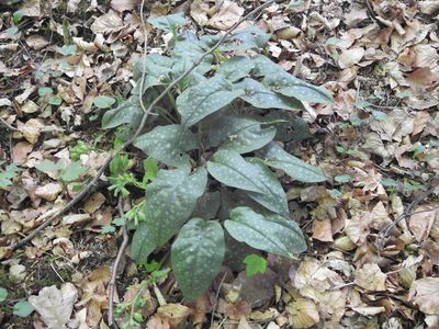 Pulmonaria officinalis, photographed by Yann Kemper