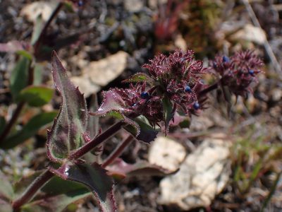 Penstemon pruinosus, photographed by Julia Carr