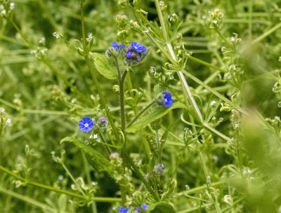 Pentaglottis sempervirens, photographed by David Carey