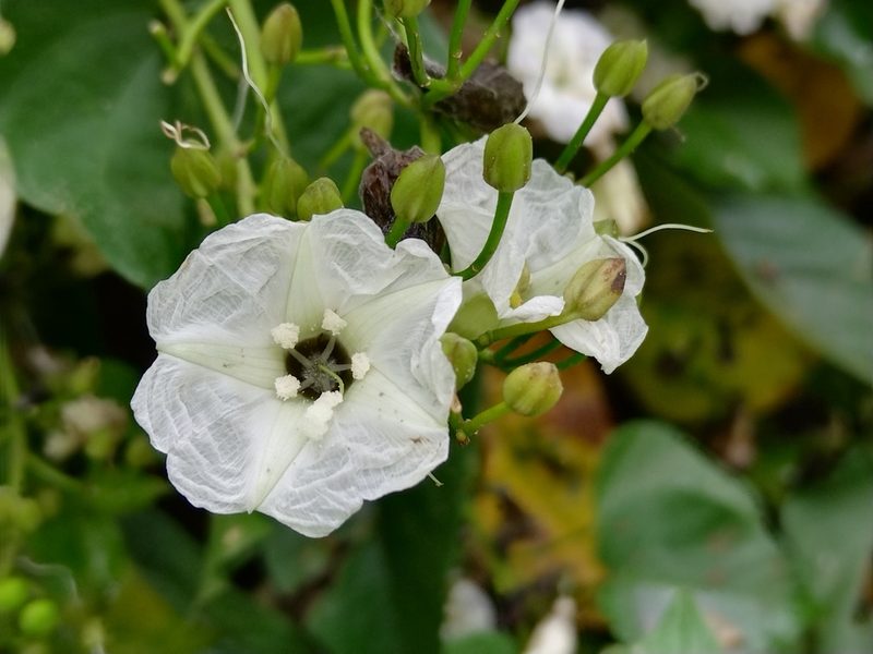 Ipomoea reticulata, photographed by Kozue Kawakami