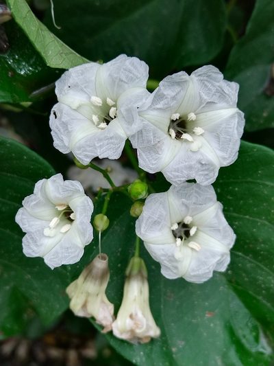 Ipomoea reticulata, photographed by Kozue Kawakami
