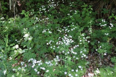 Ranunculus platanifolius, photographed by Olivier Argagnon