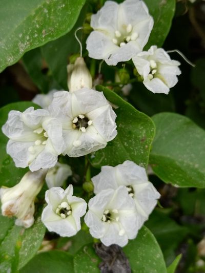 Ipomoea reticulata, photographed by Kozue Kawakami