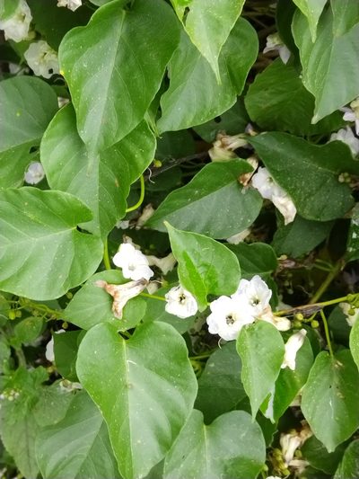 Ipomoea reticulata, photographed by Kozue Kawakami