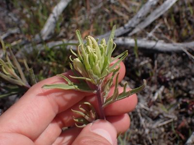Castilleja thompsonii, photographed by Julia Carr