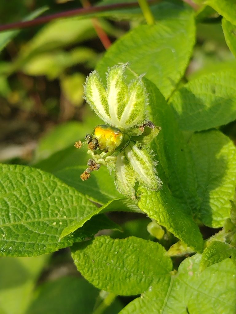 Dalechampia pernambucensis, photographed by Lucas Kaminski