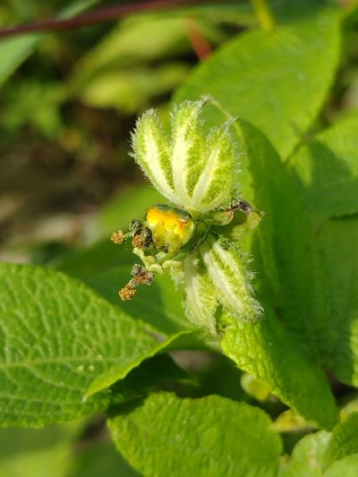 Dalechampia pernambucensis, photographed by Lucas Kaminski