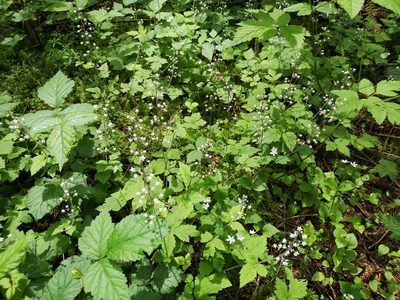 Tiarella trifoliata, photographed by Jens-Christian Svenning