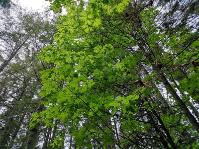 Acer macrophyllum, photographed by Jens-Christian Svenning