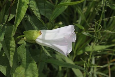 Calystegia sepium, photographed by Violet T.