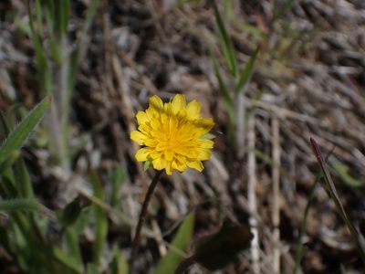 Agoseris heterophylla