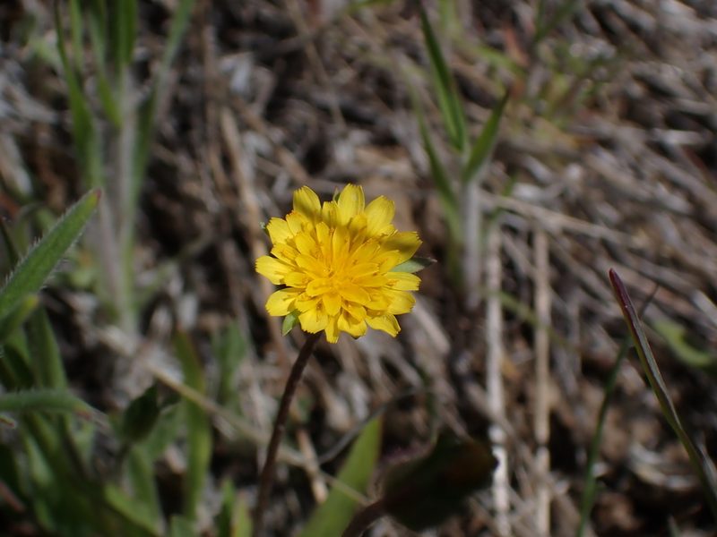 Agoseris heterophylla, photographed by Julia Carr
