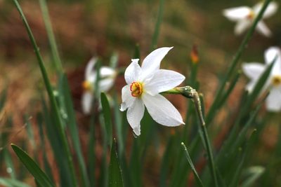 Narcissus poeticus, photographed by CorentinD