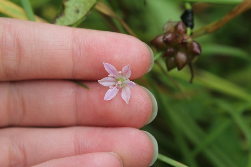 Allium canadense, photographed by Violet T.